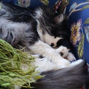 Meet your Posher, Roberta